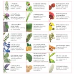 Lifestart Naturopathics Fem21