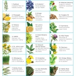 Natural Health by Meah Man 21